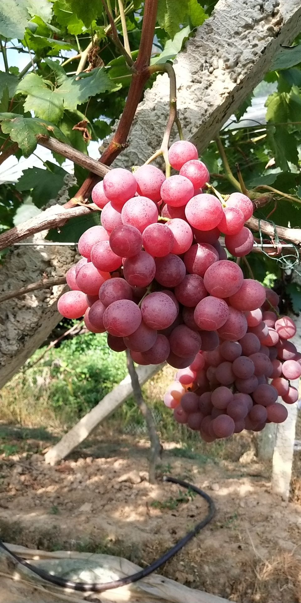 红地球葡萄 红地球