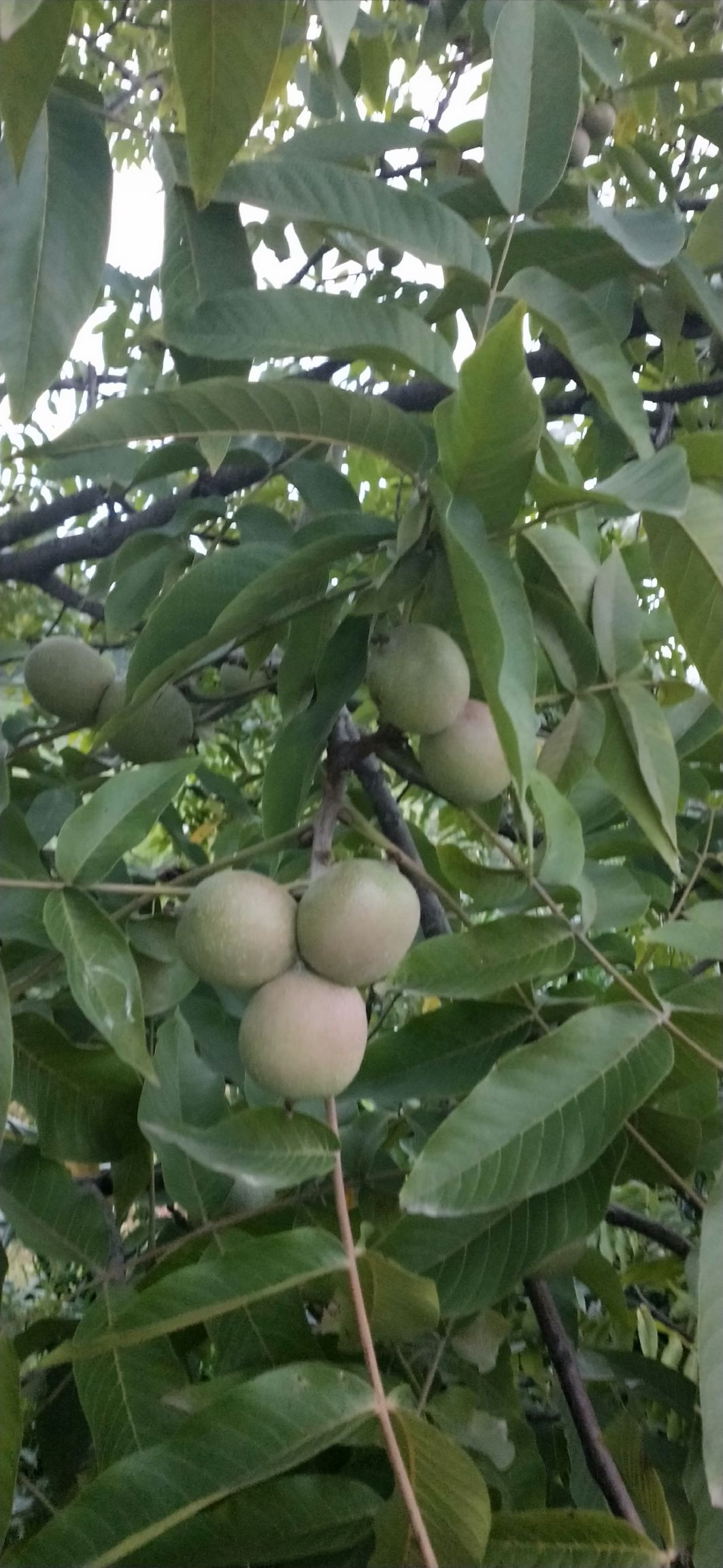  云南凤庆脆皮核桃批发