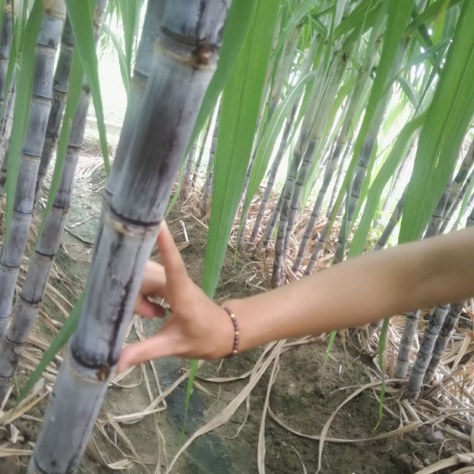 翁源县 好靓的黄皮甘蔗