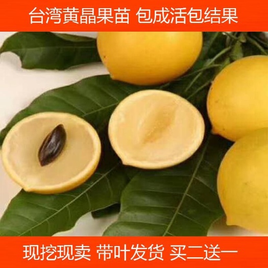 灵山县黄晶果苗 四季黄金果树苗 果南方种植加蜜蛋黄果树苗