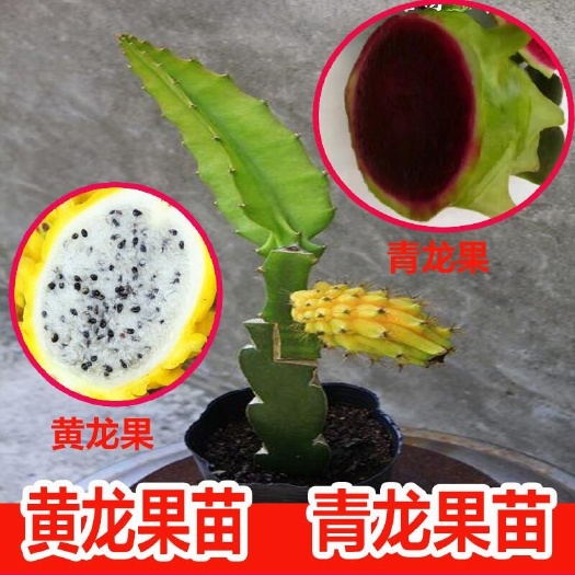 灵山县 新品种火龙果苗 黄龙果苗 麒麟果苗 青龙果苗 黄皮燕窝火龙果
