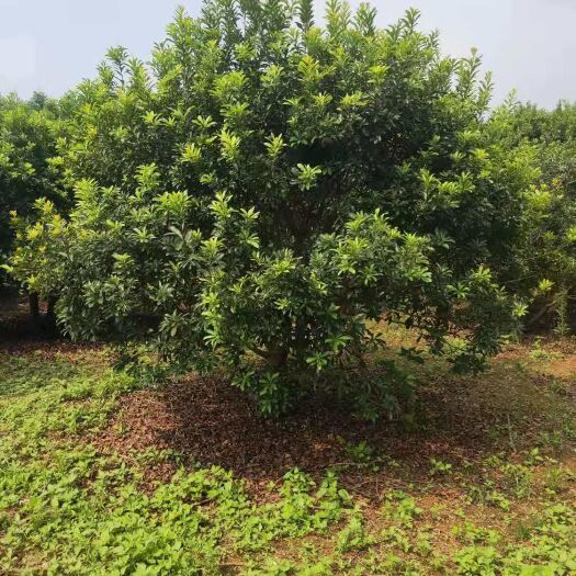 郴州 杨梅树