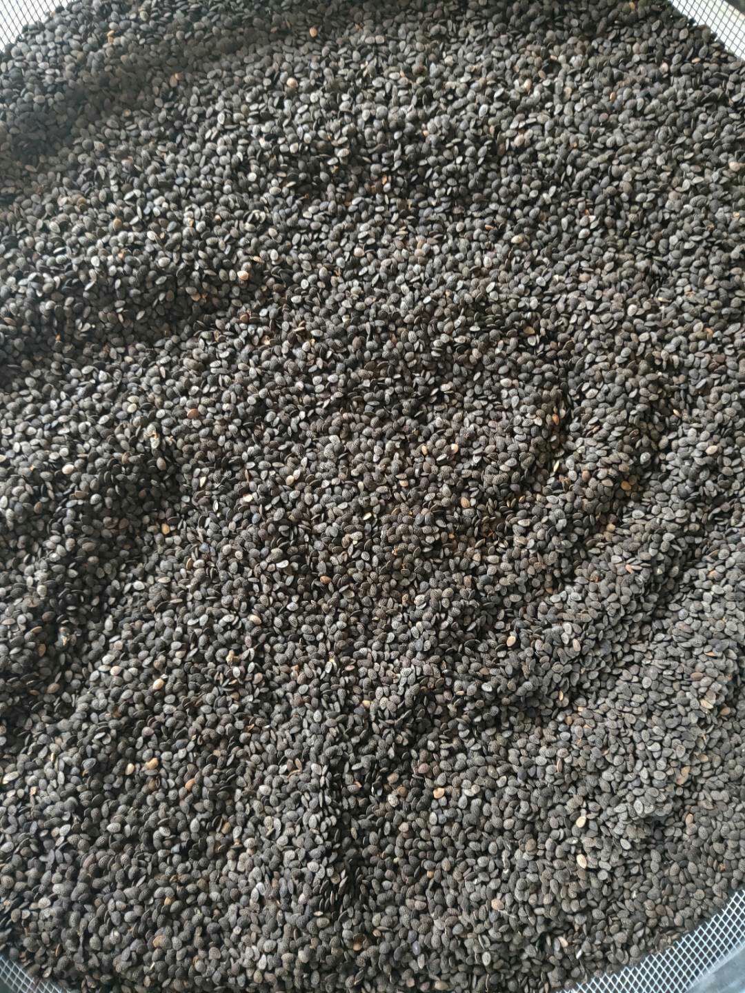 百香果种子批发，紫香百香果种子，发芽率高，种子饱满，品种纯