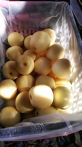 桦甸市 大个皇冠梨大量有货有要的联系我！黄冠梨果面干净价格便宜了