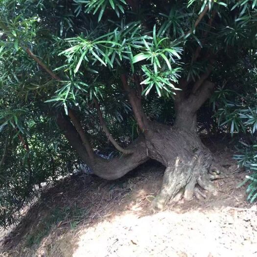 广州中叶罗汉松