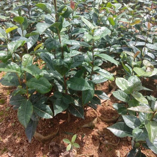 云县红花油茶树 供应红花油茶实生杯苗地苗，嫁接杯苗，地苗