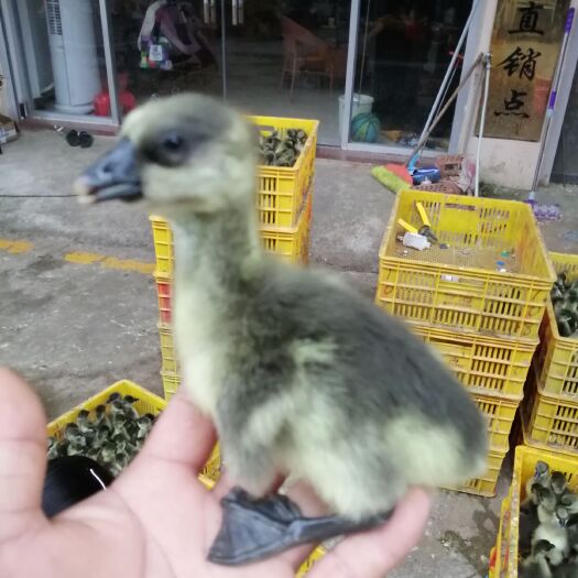 南宁 马岗鹅苗