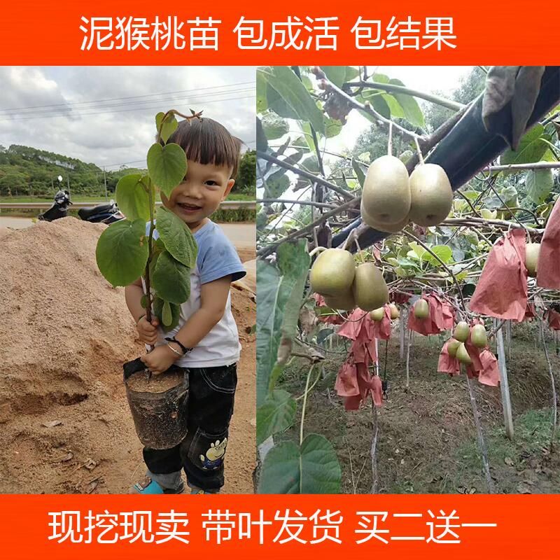 红阳猕猴桃苗 猕猴桃 嫁接苗东红阳奇异果翠玉猕猴桃红心绿心猕