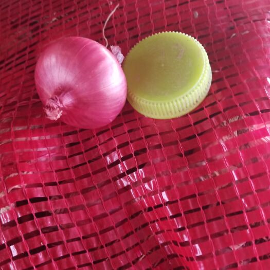单县 常年供应(红洋葱2－12)(黄洋葱5－12)紫皮大蒜白皮大蒜