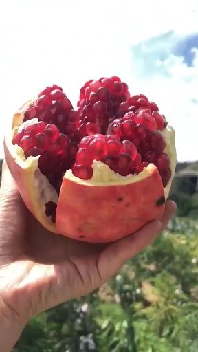 突尼斯软籽石榴