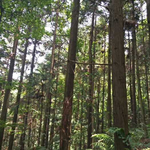 河池杉木