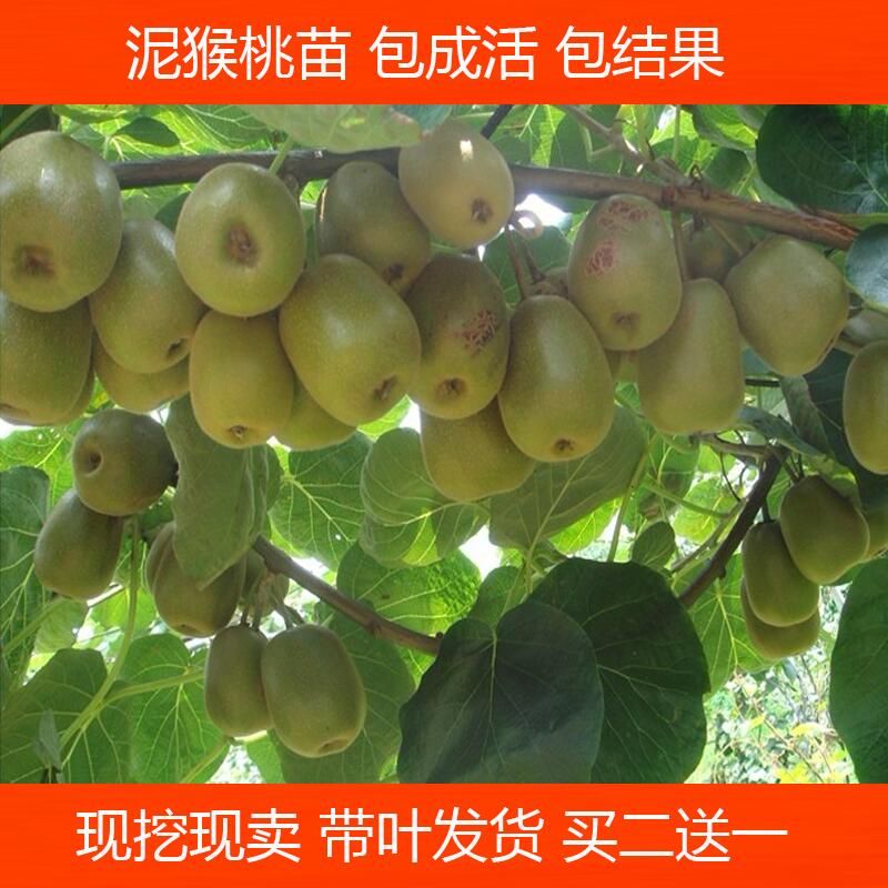 红阳猕猴桃苗 猕猴桃 嫁接苗东红阳奇异果翠玉猕猴桃红心绿心猕
