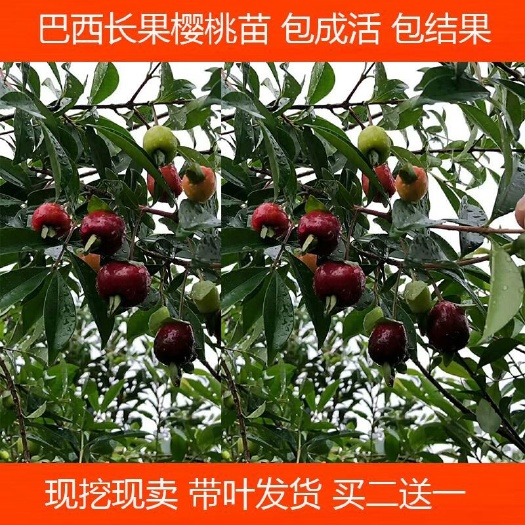 灵山县巴西樱桃苗   巴西甜樱桃树苗黑玫瑰樱桃苗 车厘子盆栽南方种植果树苗