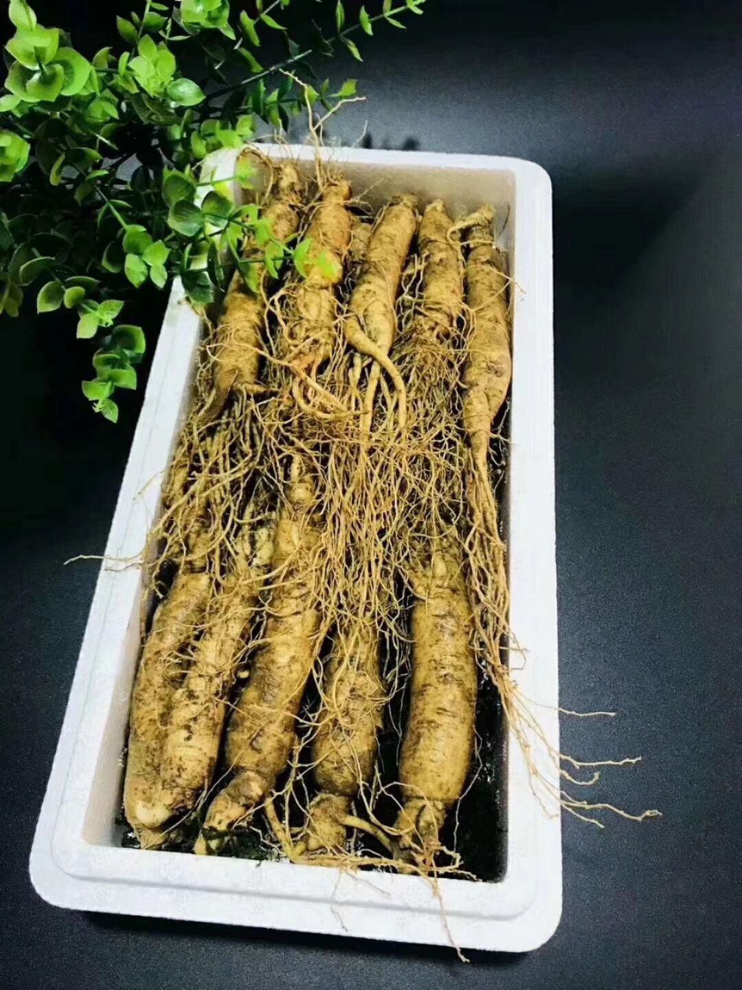园参 鲜参价格不贵