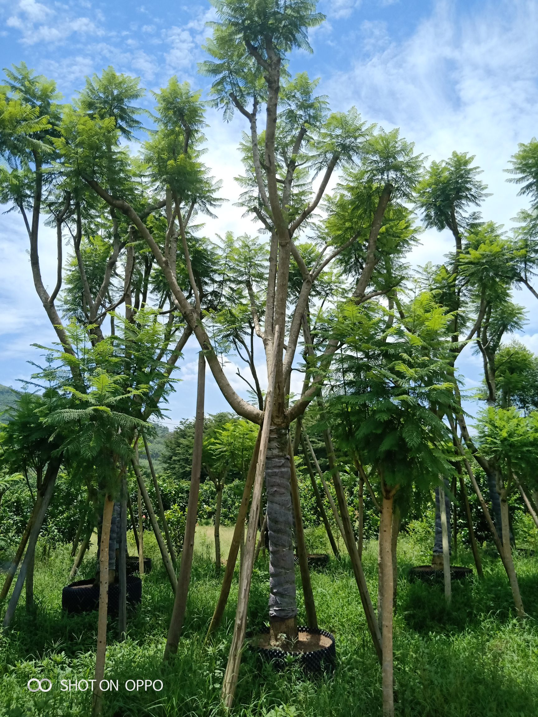 丛生蓝花楹 5米以上