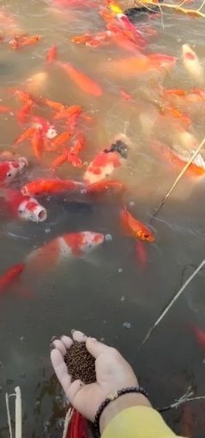 商河县 邓姐养殖基地欢迎订购，主要经营，日本锦鲤