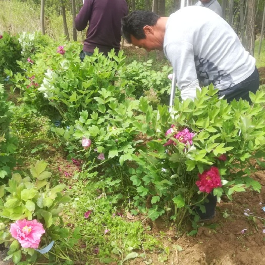 周至县 观赏牡丹基地直销 多花色重瓣花保证