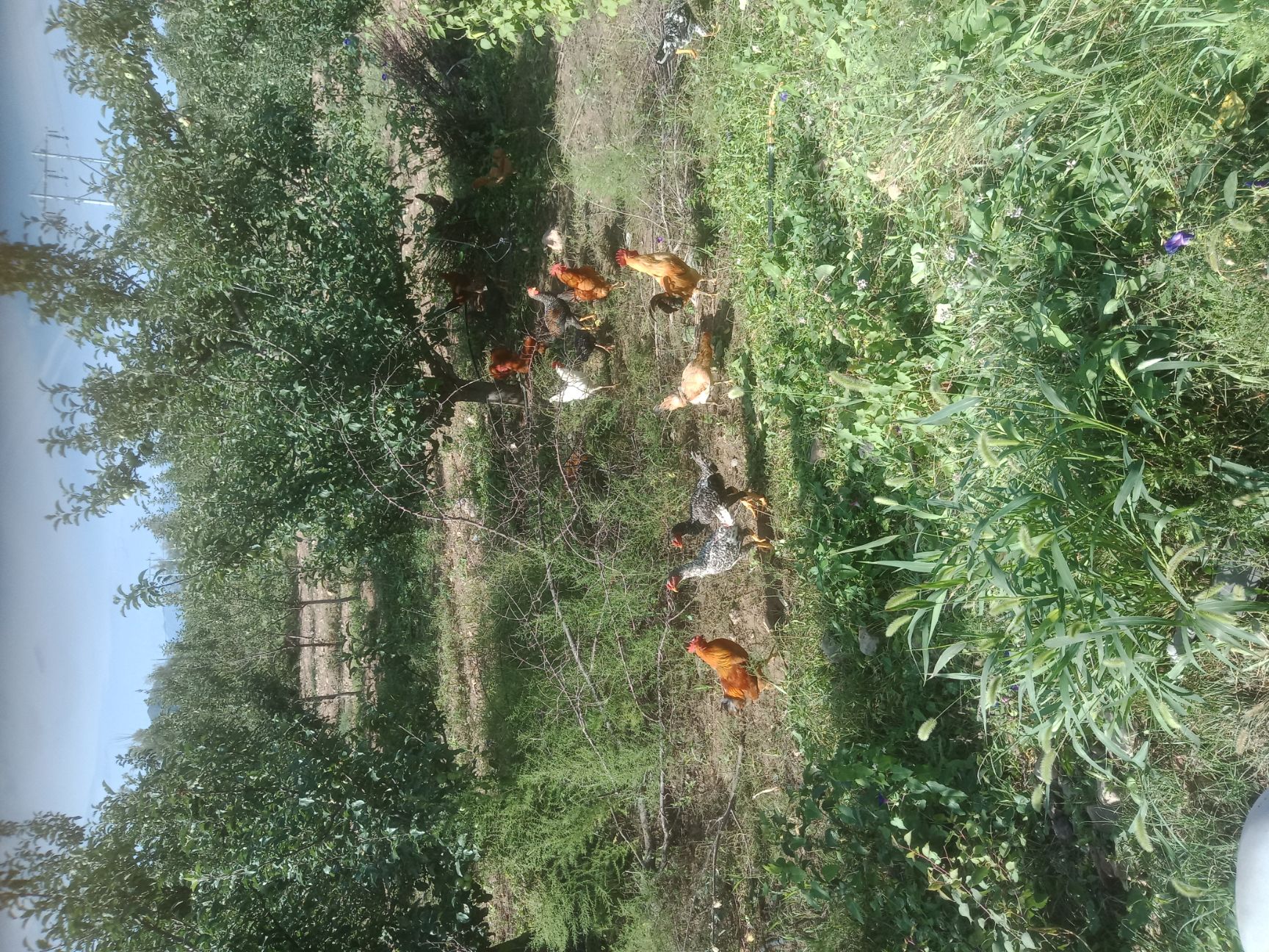 土鸡 绿色食品