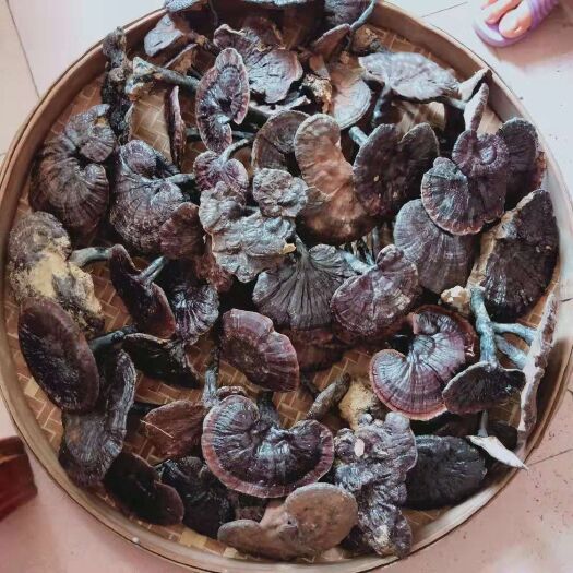 始兴县 灵芝，泡茶煲汤的及佳灵芝