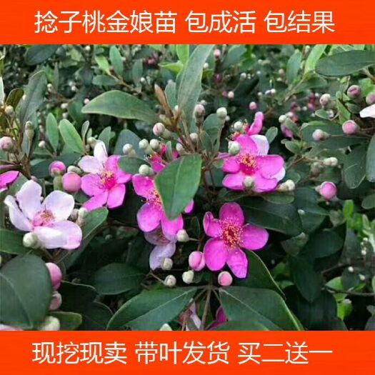 灵山县桃金娘苗 树捻子果苗山捻子苗乌稔桃金娘树苗果苗盆栽棯子苗