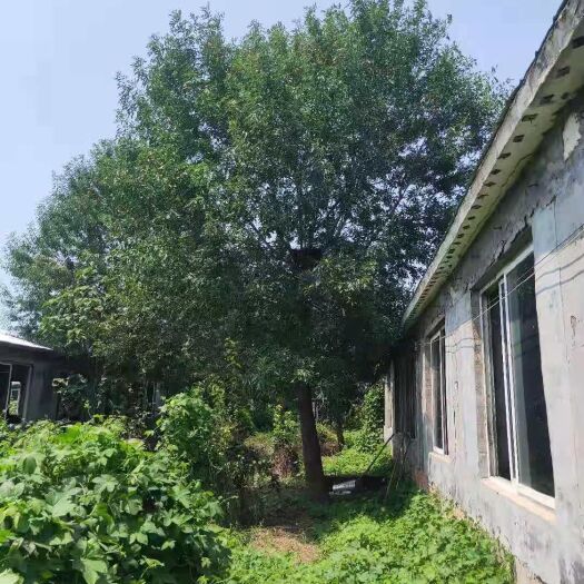  精品20到35公分白蜡。需要的速度联系，数量不多。价低互扰