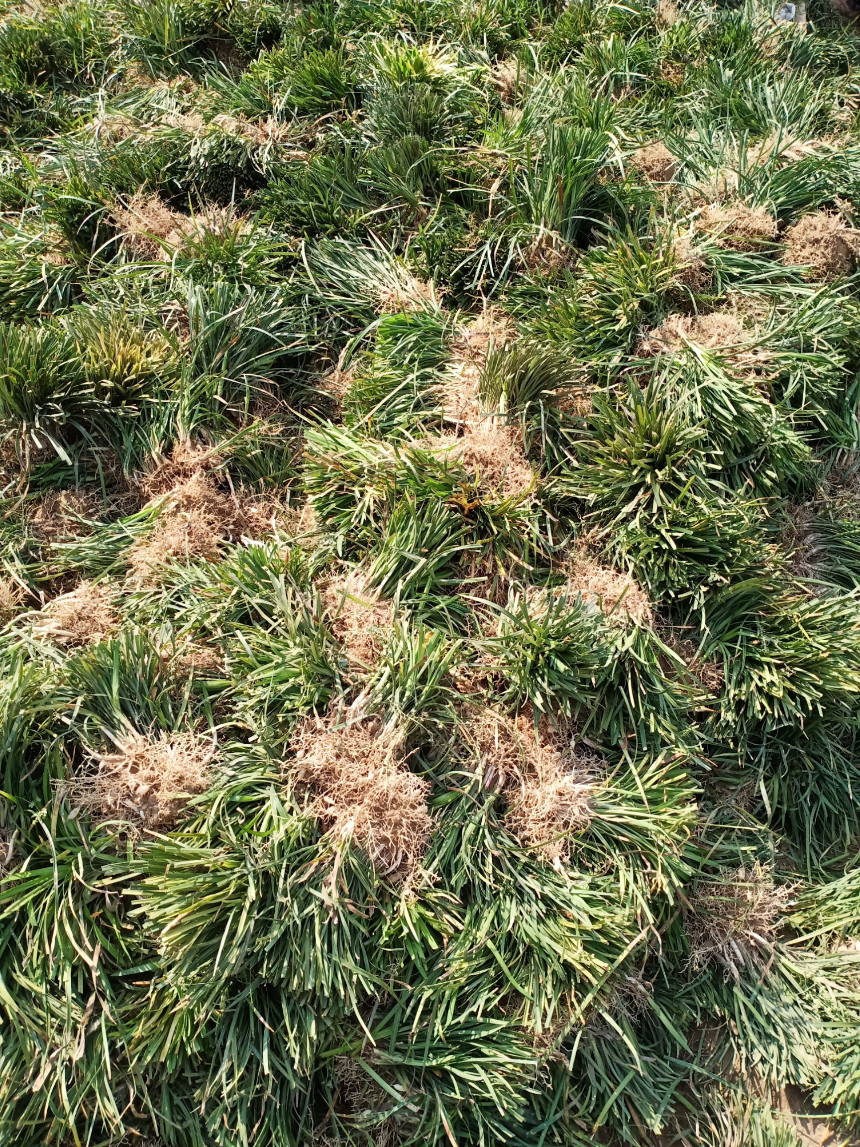 麦冬草丹麦草麦冬绿化草草坪