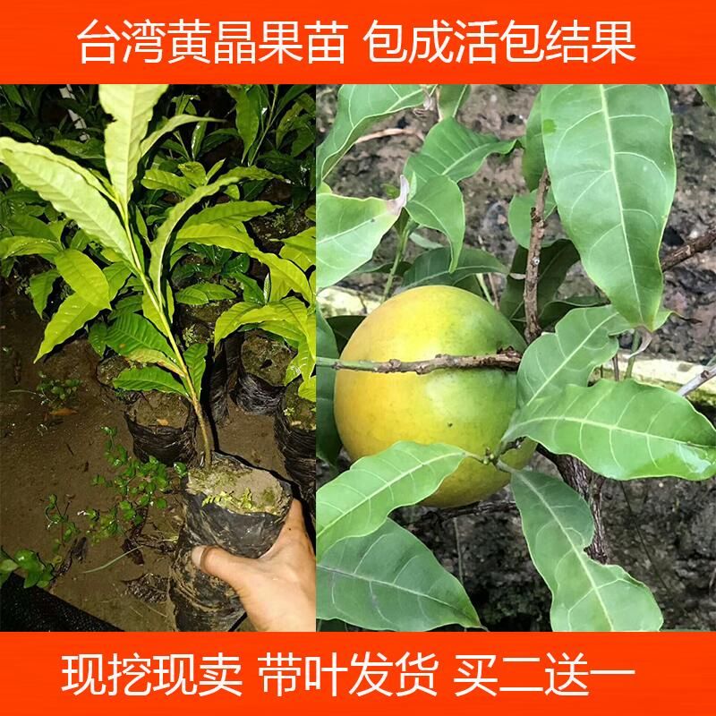 黃晶果苗 四季黃金果樹苗 果南方種植加蜜蛋黃果樹苗