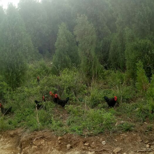 安丘市 松林鸡