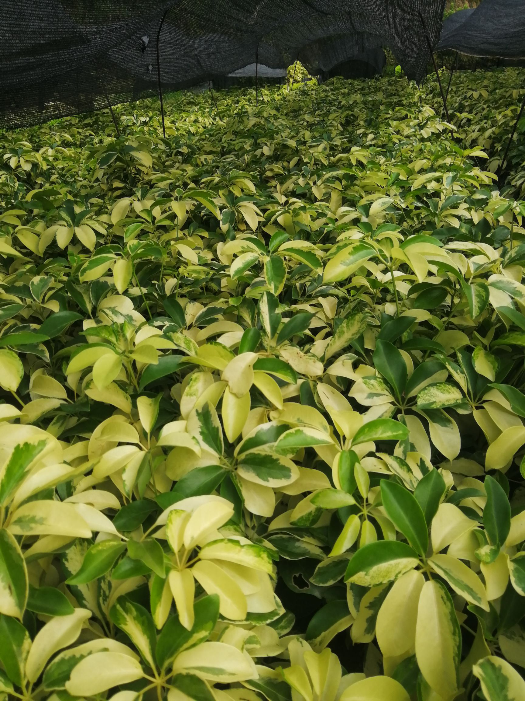  基地澳洲鸭脚木