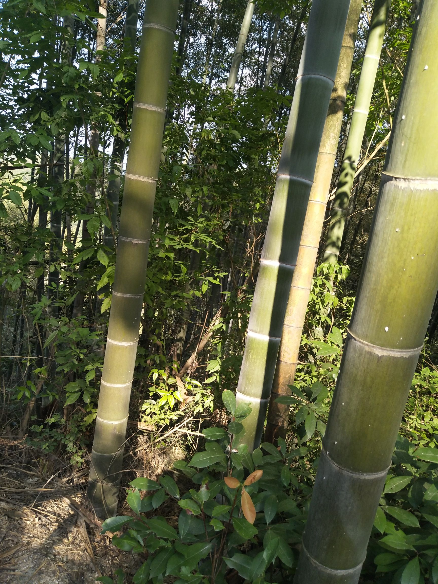 刚竹 大量楠竹6一7一8一9寸9米以上