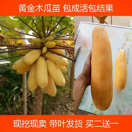 灵山县 泰国黄金木瓜苗 红肉水果木瓜苗大白大青木瓜苗当年结果包邮