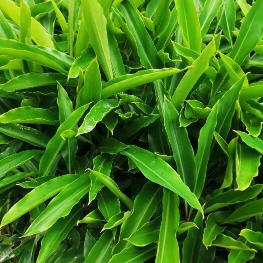 景东县 菠寇苗、砂仁苗