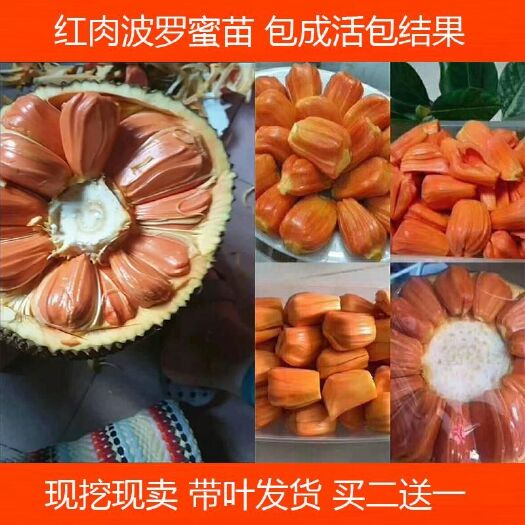 灵山县 泰国红肉菠萝蜜苗 嫁接苗红肉黄肉菠萝蜜 马来西亚一号菠萝蜜