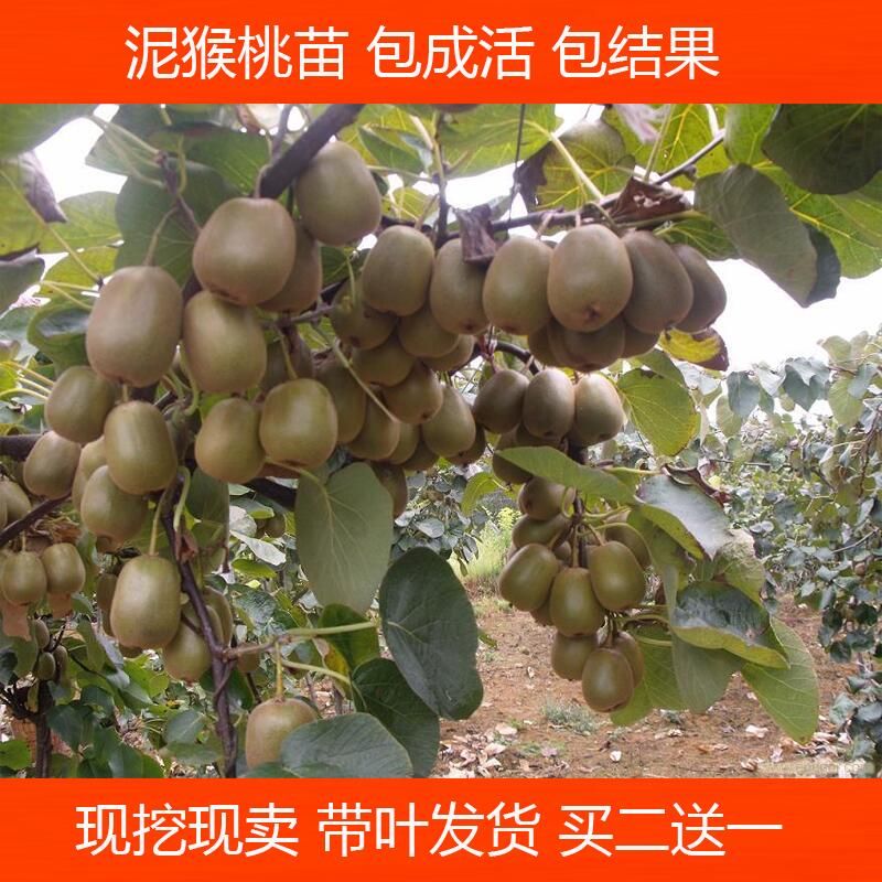 红阳猕猴桃苗 猕猴桃 嫁接苗东红阳奇异果翠玉猕猴桃红心绿心猕