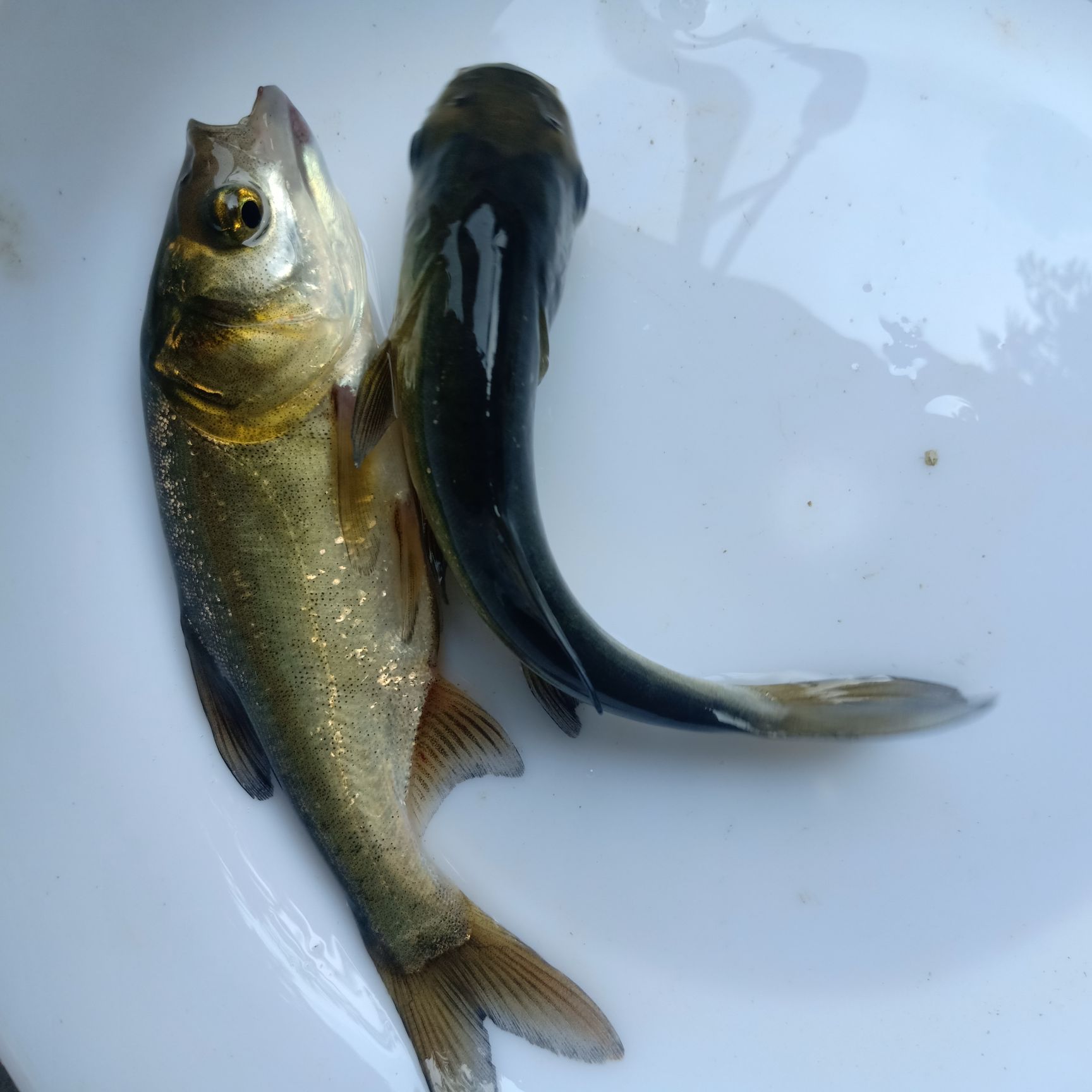 鰱魚(yú)苗  花蓮魚(yú)苗 鳙魚(yú)苗 大頭魚(yú)