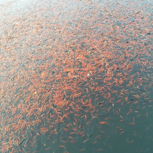 郯城县 锦鲤红草兰花各种观赏鱼食用鱼鱼场直销