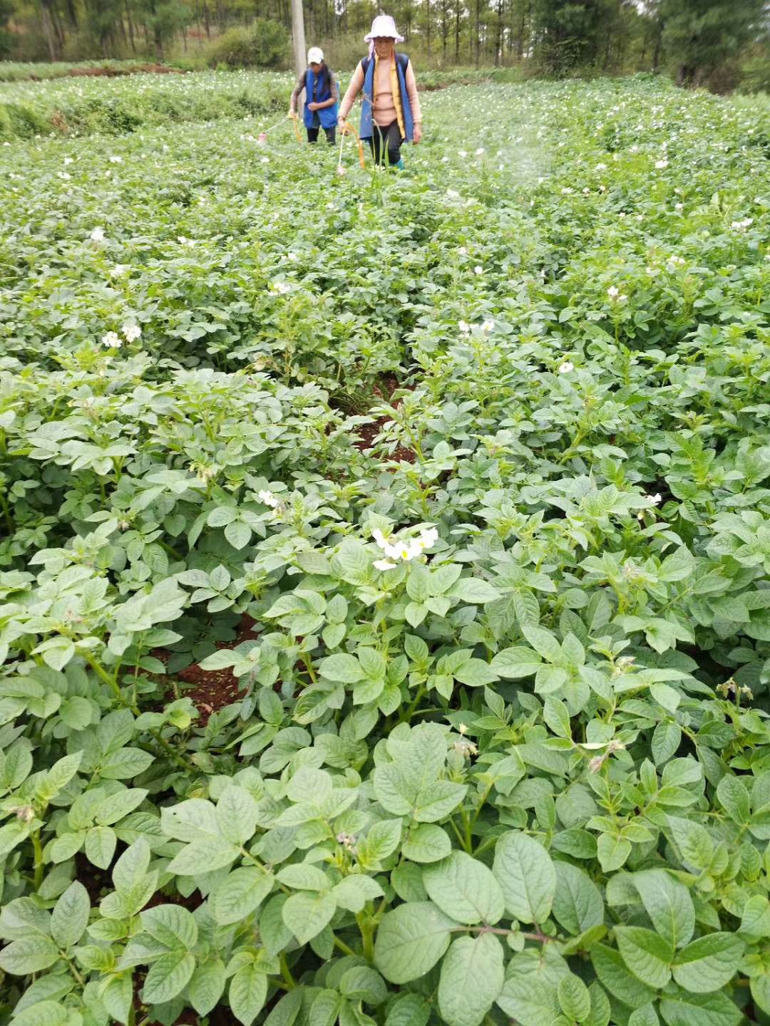  丽薯6号土豆种薯