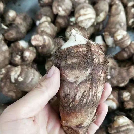 莒县毛芋头产地直销