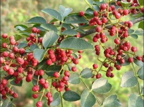 绵阳 无刺花椒苗