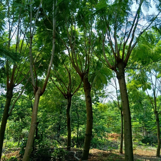 漳州丛生蓝花楹 5米以上