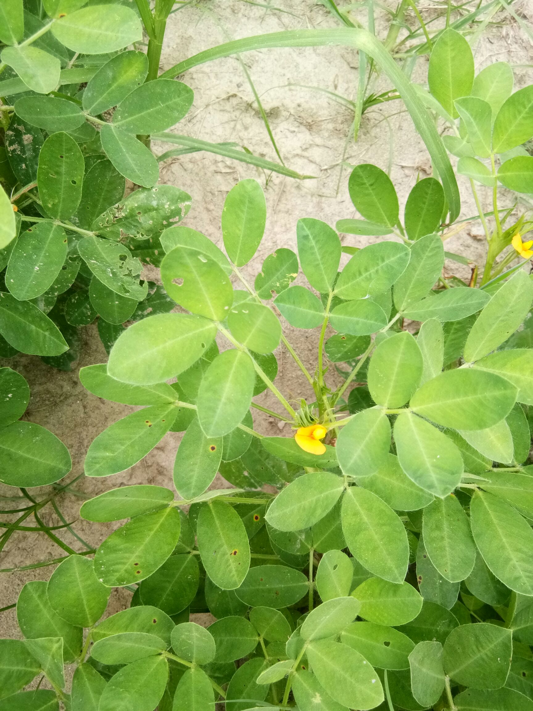 带壳花生  花生已晒干，欢迎新老朋友购买品尝。