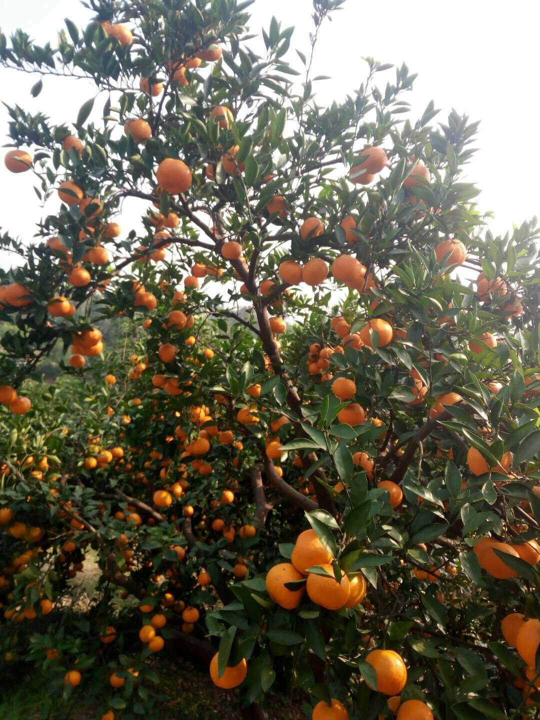  蜜桔产地大量批发，无中间商。