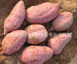 济薯5号 3两~6两 红皮