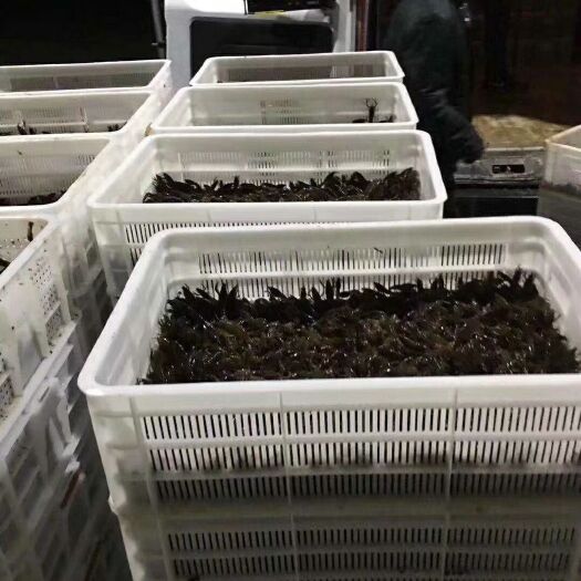 洪湖市清水小龙虾 鲜洪湖  虾苗 种虾
