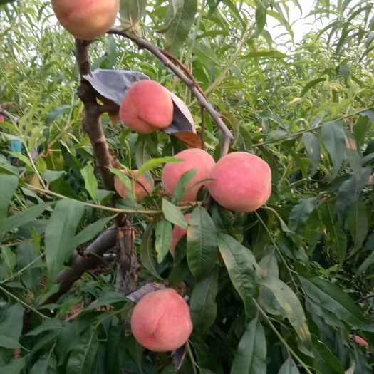 虞城县八月桃 果红饱满招过客,鲜嫩惹人把步前。良机莫失来惠顾,消暑更觉蜜