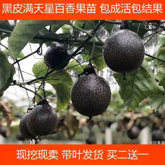 灵山县满天星百香果苗 纯甜不酸盆栽地栽百香果苗四季结果树苗