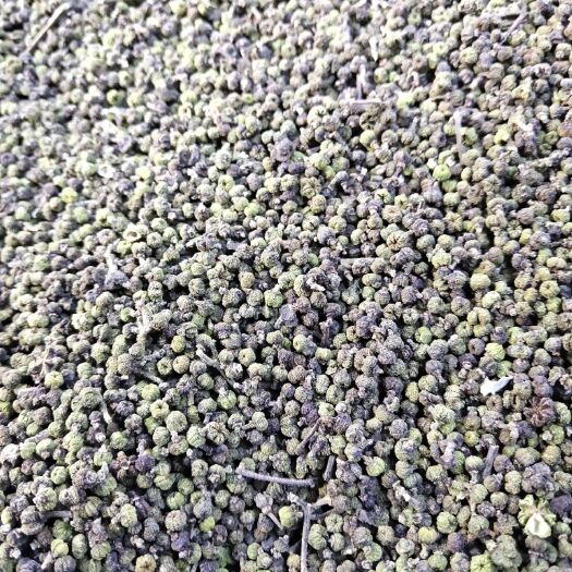 灵川县 2019新货吴茱萸