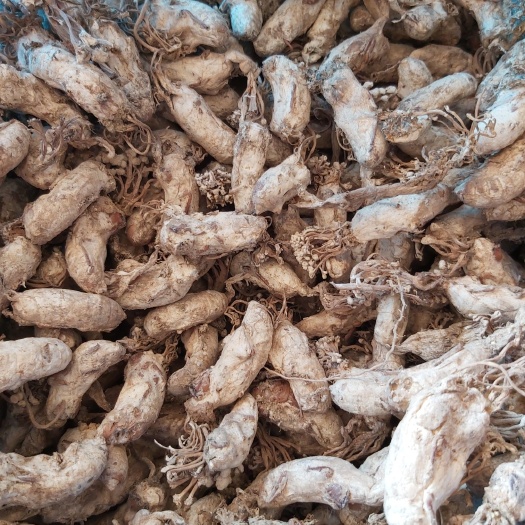 隆回县蝉花  选个个亮白，饱满