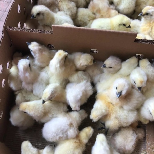 广州 白凤乌鸡苗，有需要的老板请联系