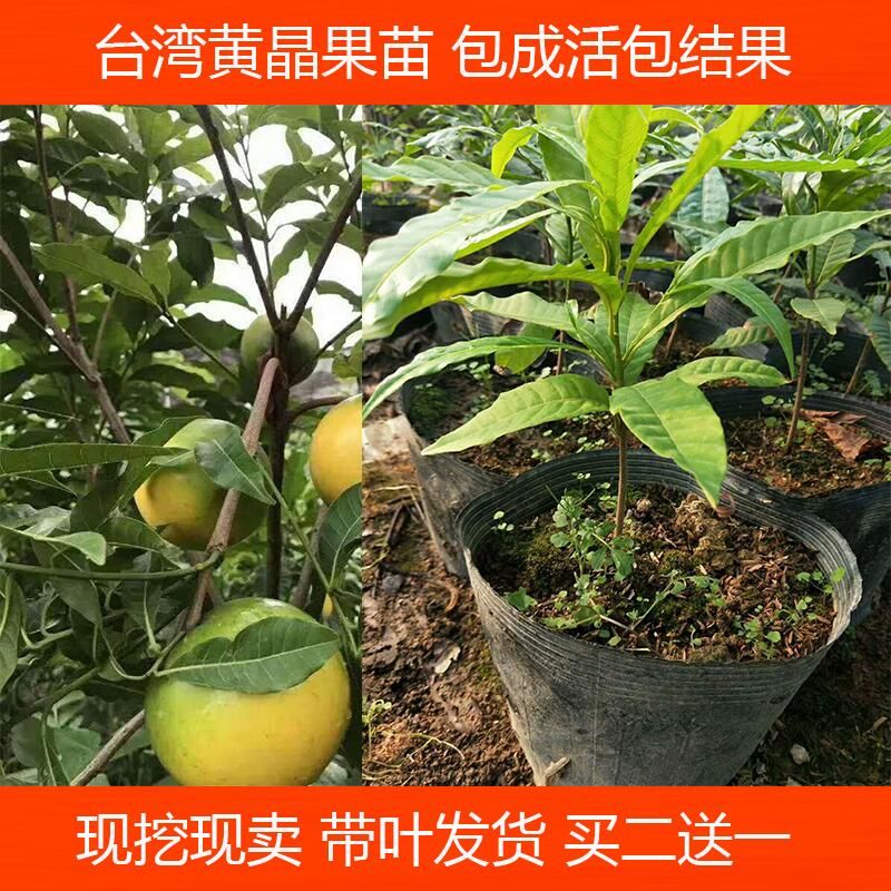 黃晶果苗 四季黃金果樹苗 果南方種植加蜜蛋黃果樹苗